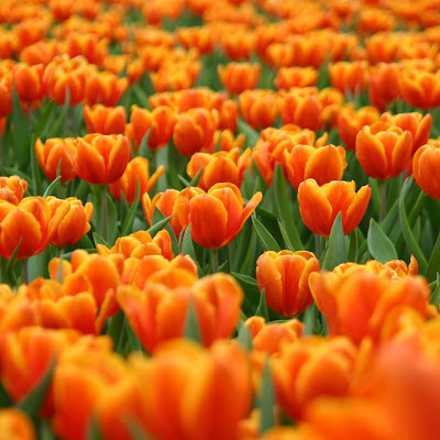 Orange tulips download free wallpapers for Apple iPad