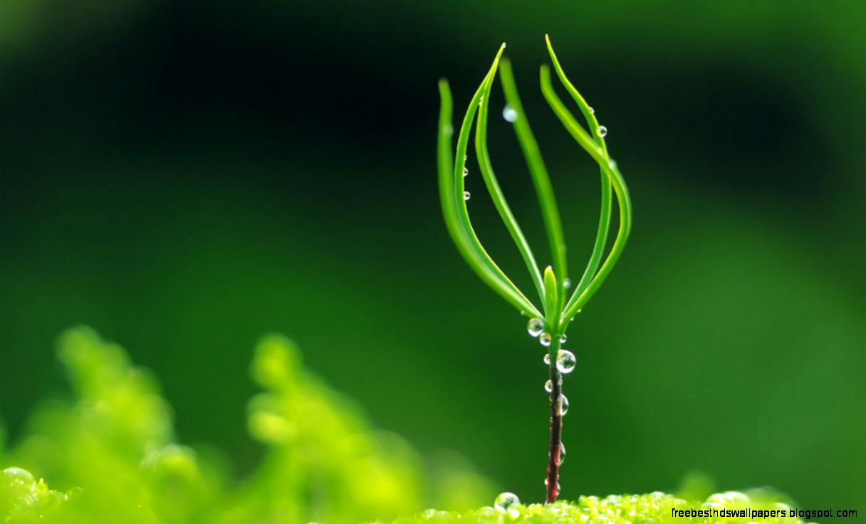 desktop hd wallpapers