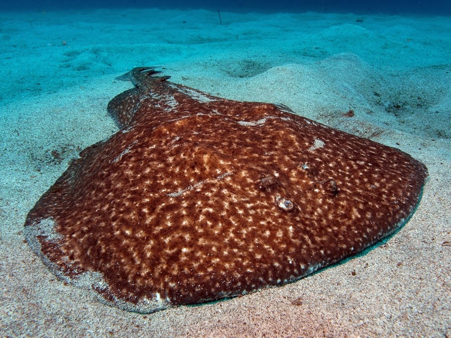 Electric Ray Fishes World HD Images & Free Photos
