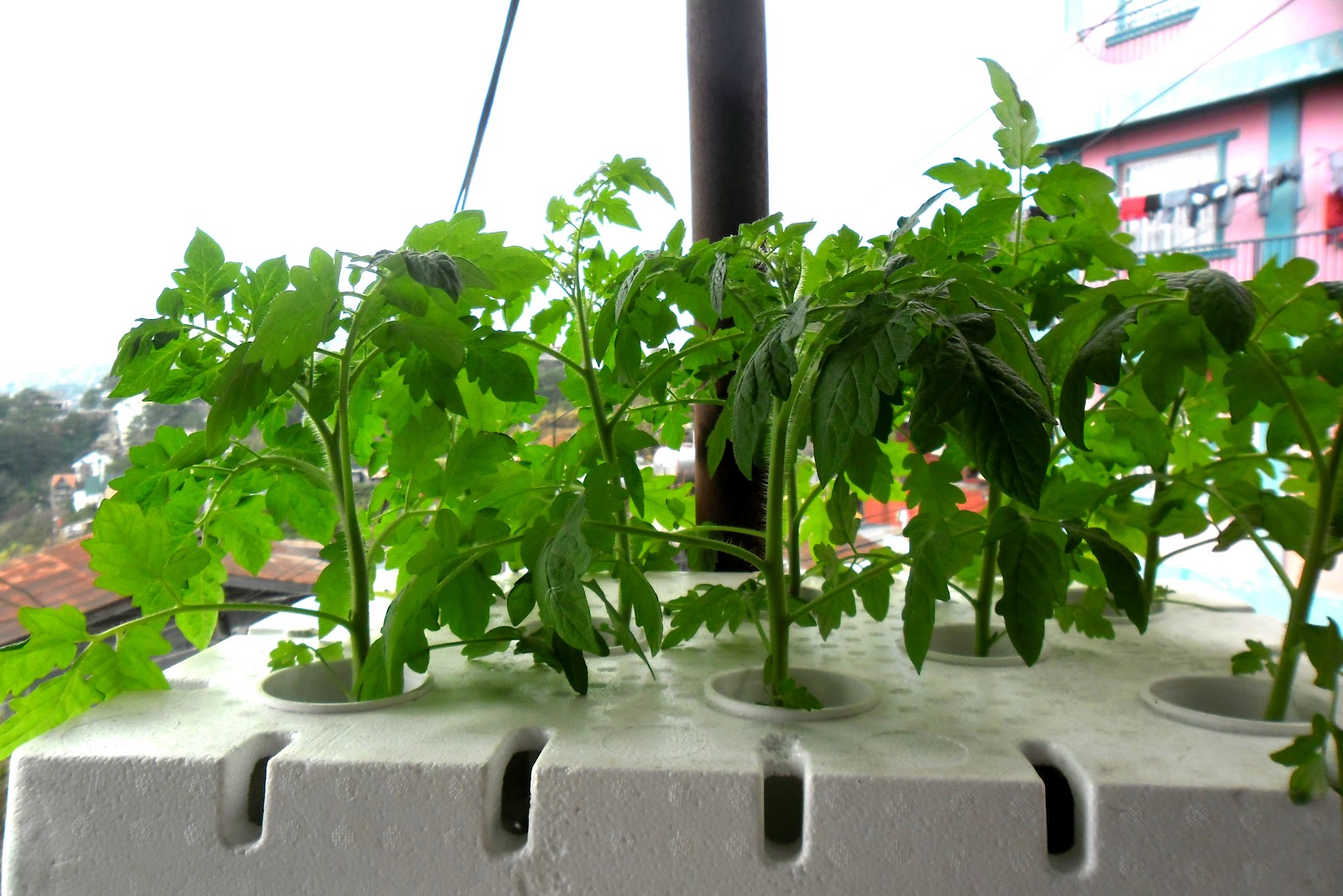 Гидропоника своими руками для огурцов и томатов из труб пвх