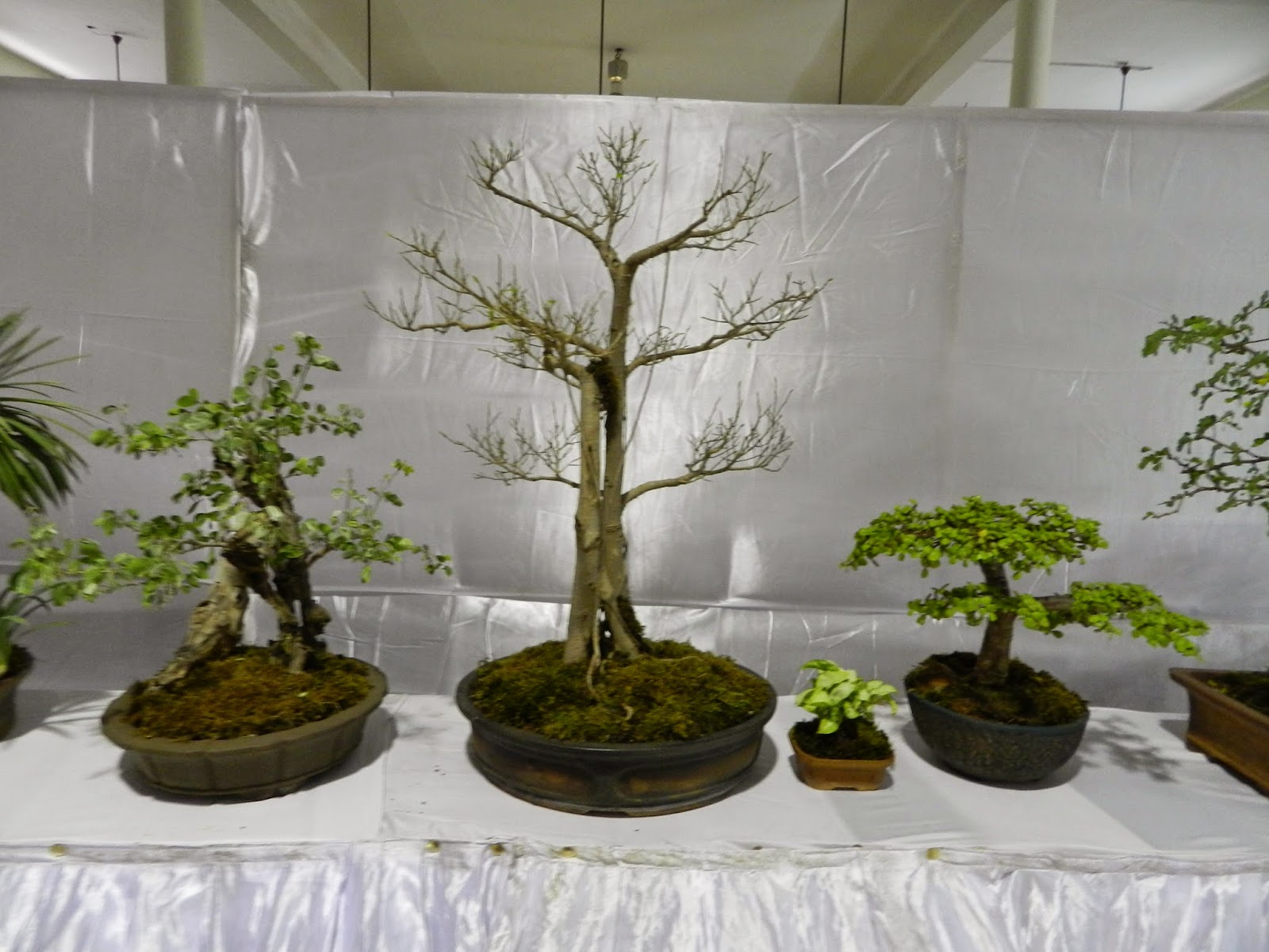 Bodhi Bonsai, Chennai, India