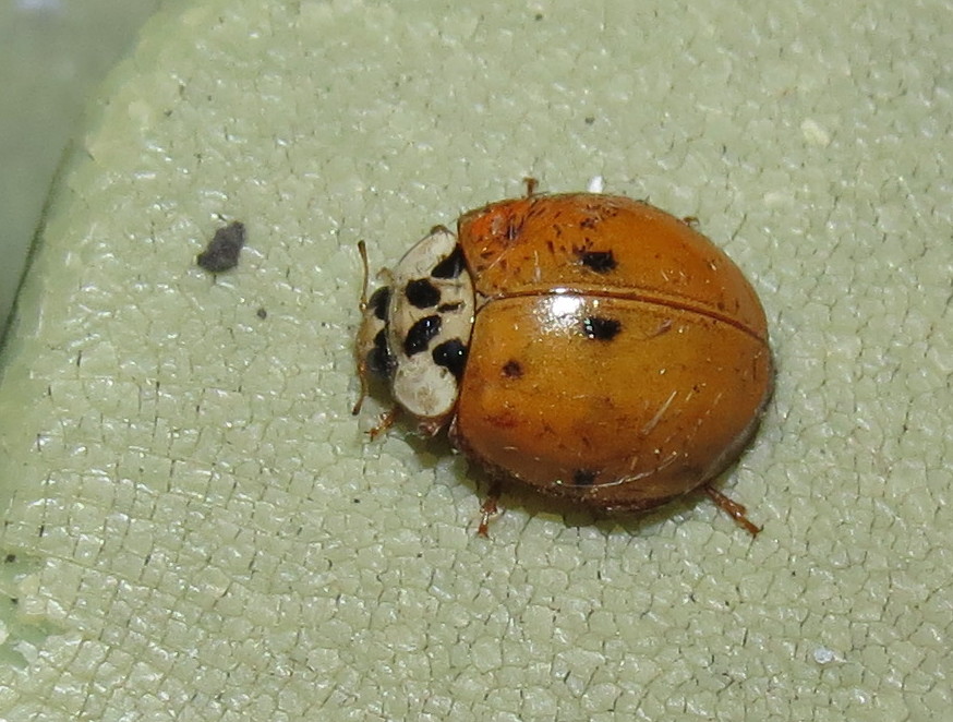 Nine-spotted Lady Beetle