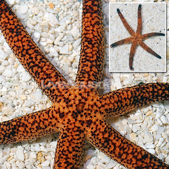linchia starfish