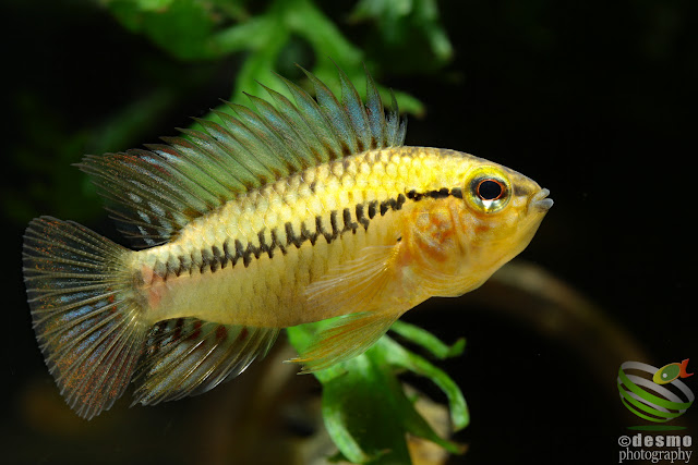 Apistogramma sp. D36