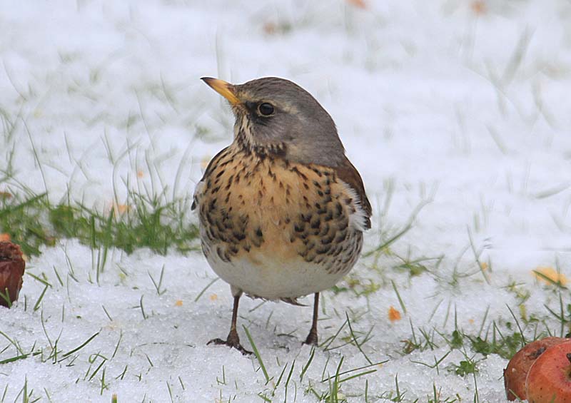 Bob the Birder The Fieldfare