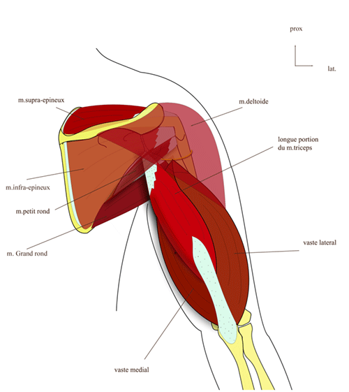 Muscle triceps brachial