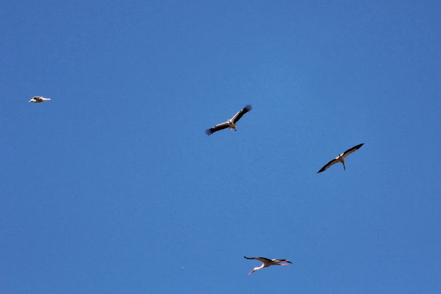 CIGÜEÑAS Y GAVIOTAS EN VUELO