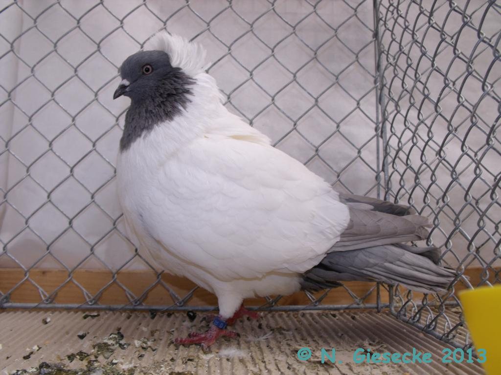 Nun (English) pigeons Pigeons fall