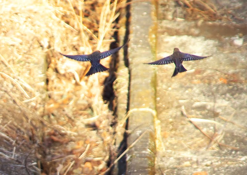 アーティストは、2017 年にディズニー キャラクターが生きていると想像します。