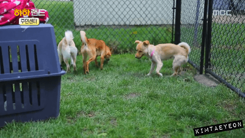 [사진/움짤多] 저는 유기견 마린이입니다. 제 가족이 되어주실 분 없나요? | 인스티즈
