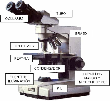 Pertenecer a Pendiente obispo Enroque de ciencia: ¿Qué tiene más potencia de aumento, un microscopio  óptico o uno electrónico? [II]