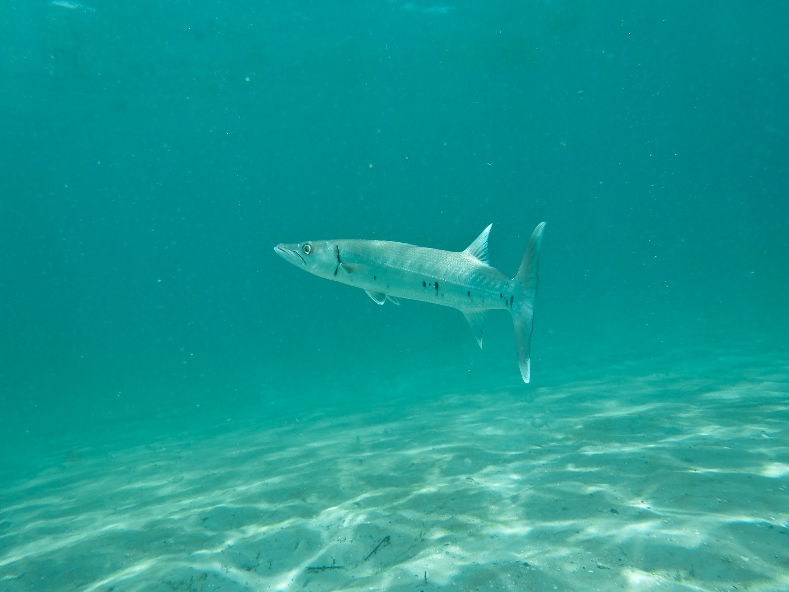 the adventures of US Blue Heron Bridge in Palm Beach County