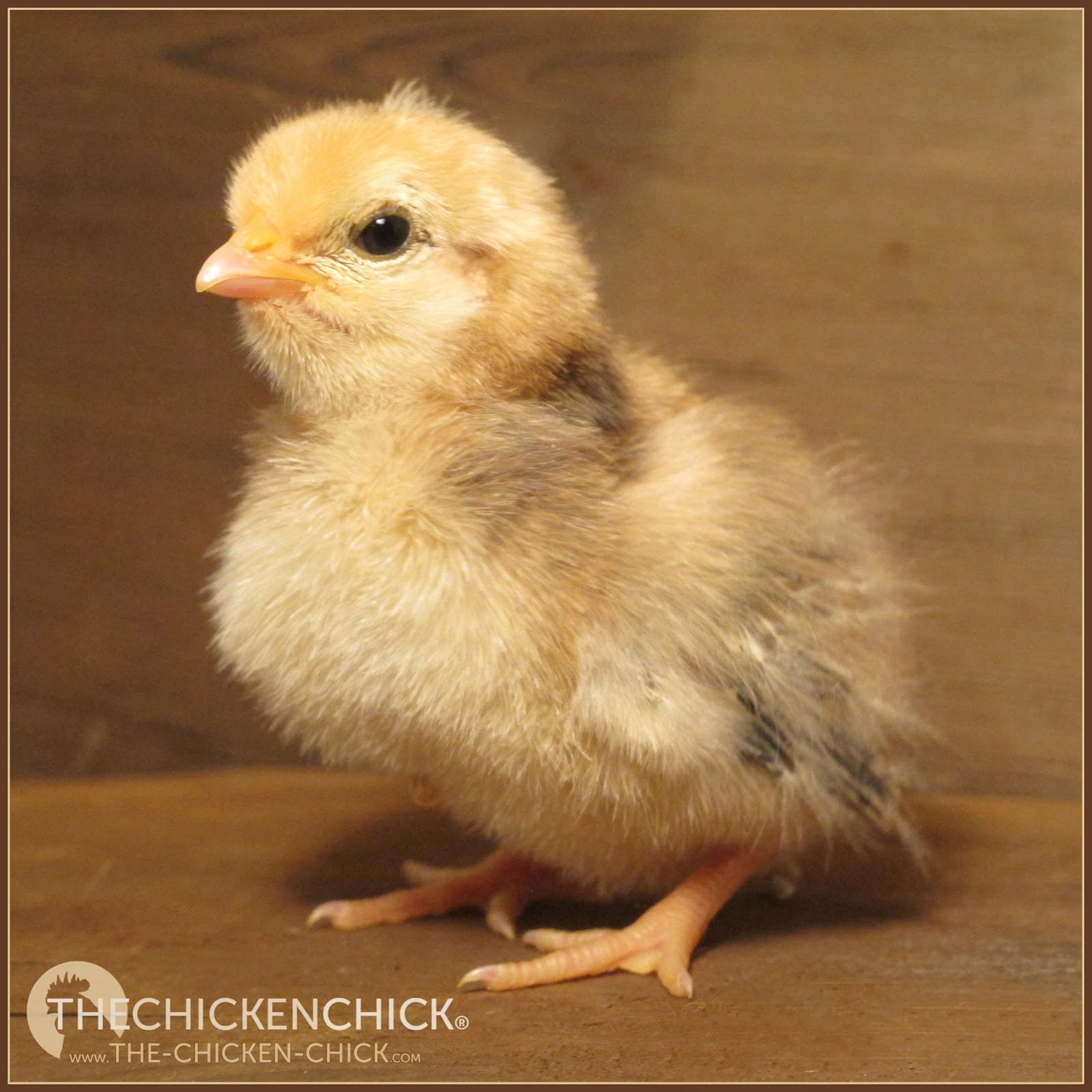 The Chicken Chick® How Much Heat Do Chicks REALLY Need? Think Like a