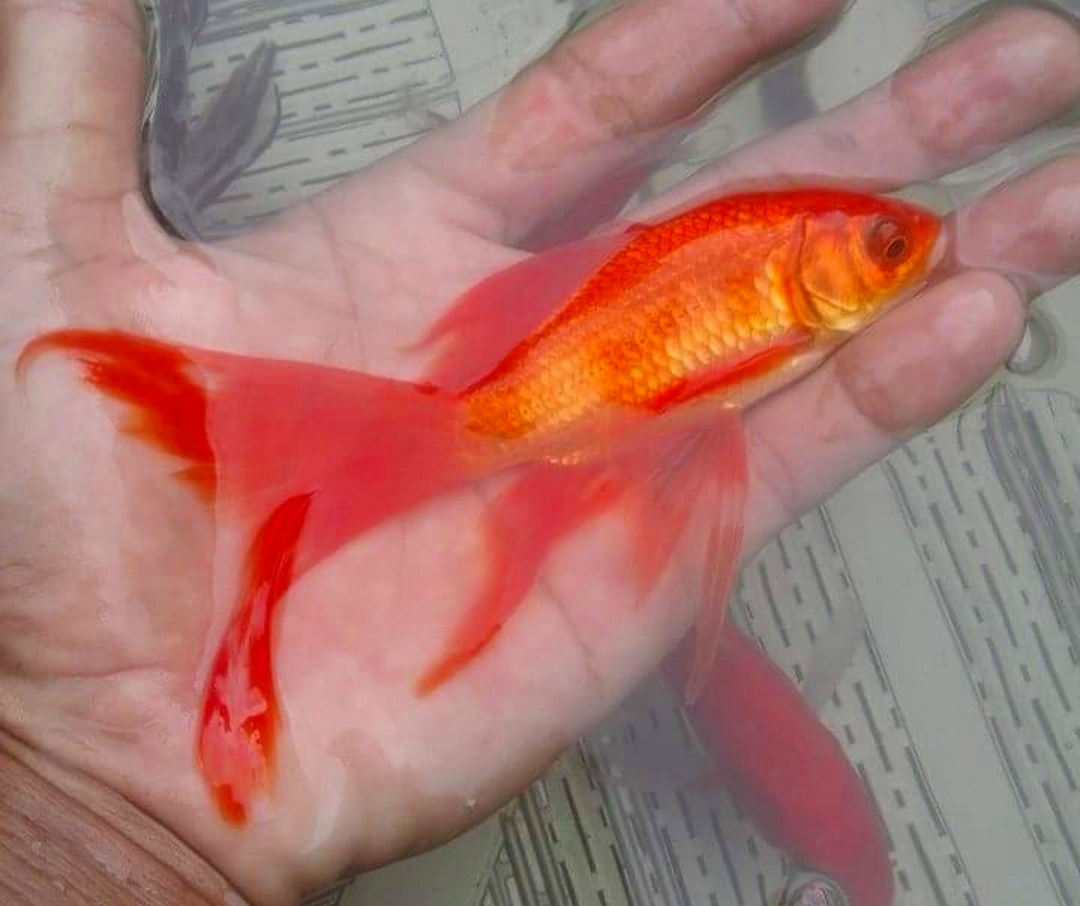 Gambar Ikan Cupang Warna Merah