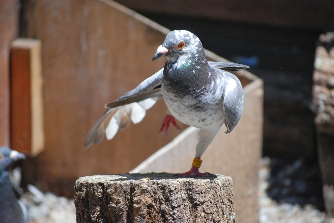 Почтовый голубь. Pigeon Loft. Porumbei