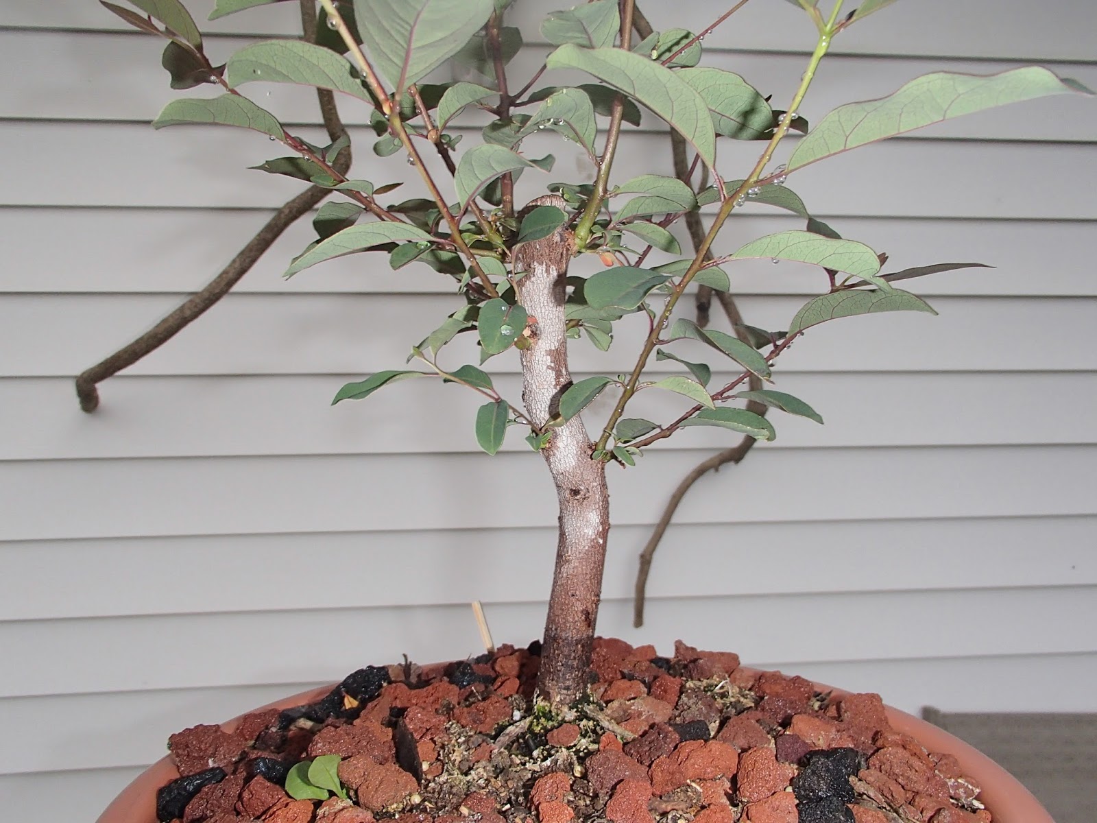 Rainbow Eucalyptus Bonsai Tree