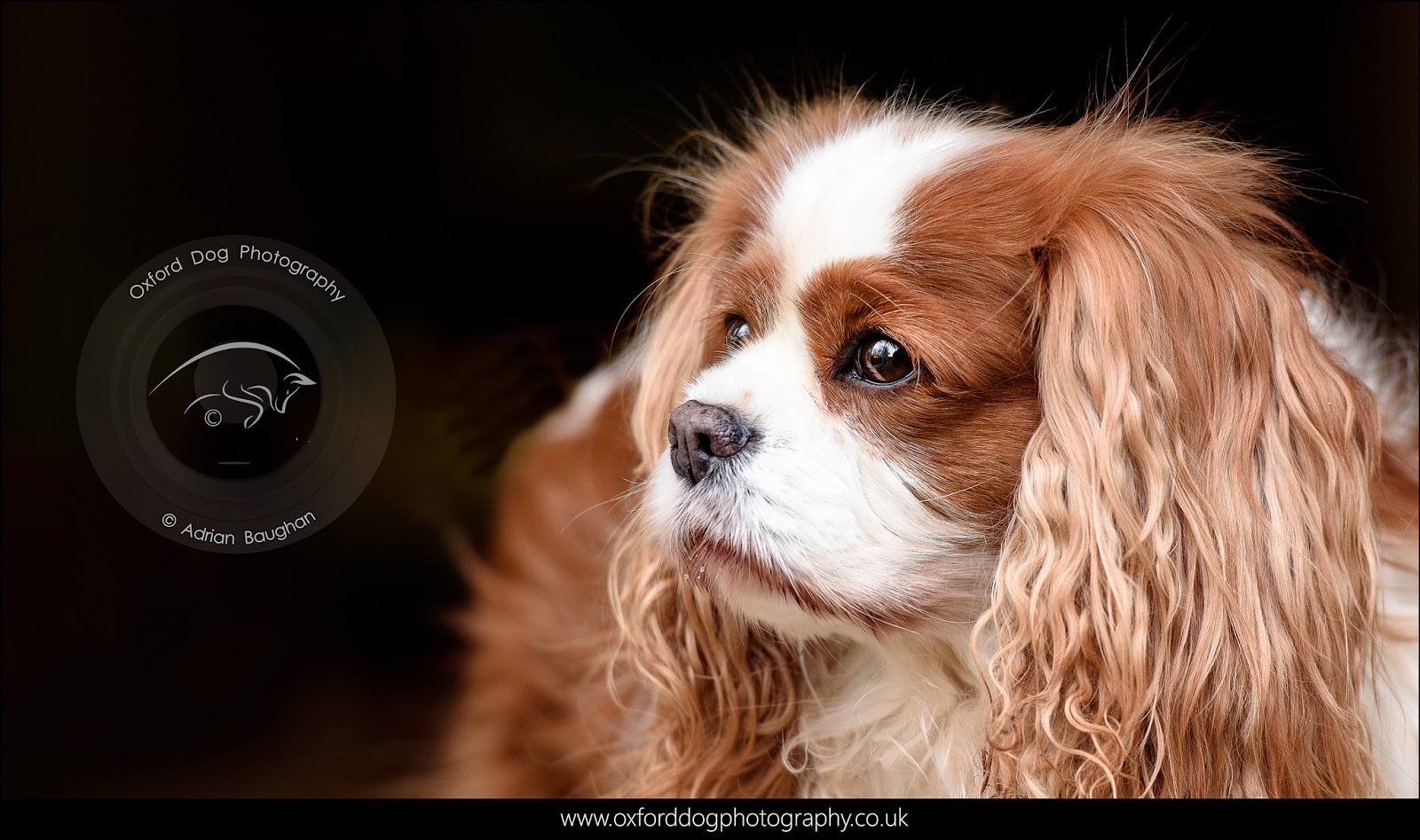 Oxford Dog Photography Blog Natural light, low key, dog portrait photography Freeland Pet