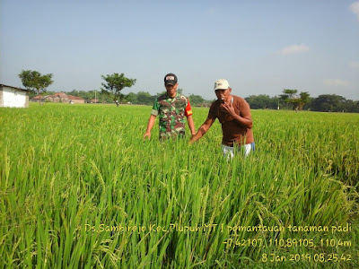 BABINSA SAMBIREJO DAMPINGI PETANI MONITORING VARIETAS  IR 64