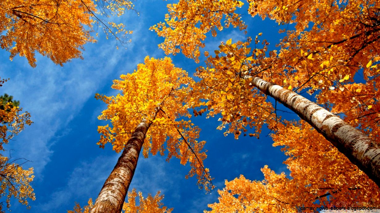 Fall Trees HD desktop wallpaper  Widescreen  High Definition