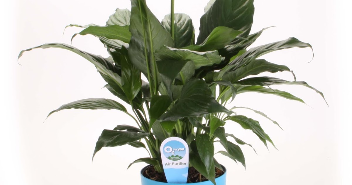 The Garden Plot Costa Farms Supports National Indoor Plant Week For Cleaner Indoor Air