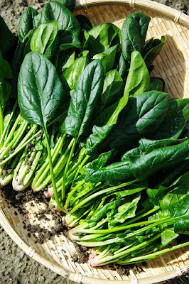 Spinach For Glowing Skin, How to get glowing skin in winter, food for glowing skin, how to get glowing skin, what to eat for glowing skin, what to eat to get glowing skin, best food for skin glow, how to get fair skin, glowing skin in winter, how to get flawless skin, how to get clear skin, natural glowing skin, 