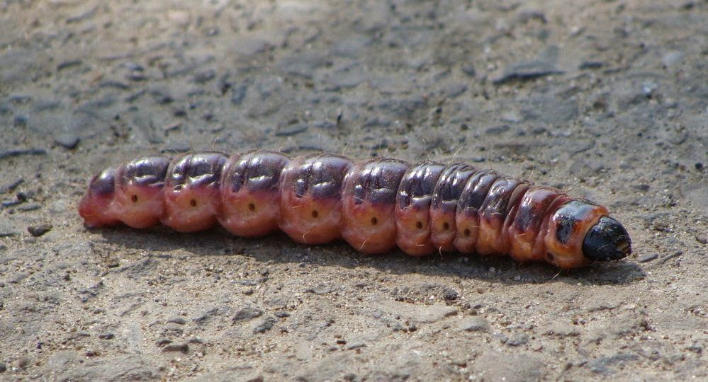 Notes From A Narcoleptic Naturalist Take Your Walk To The Shady