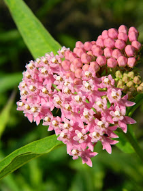 Asclepias incarnata Pink milkweed by garden muses-not another Toronto gardening blog