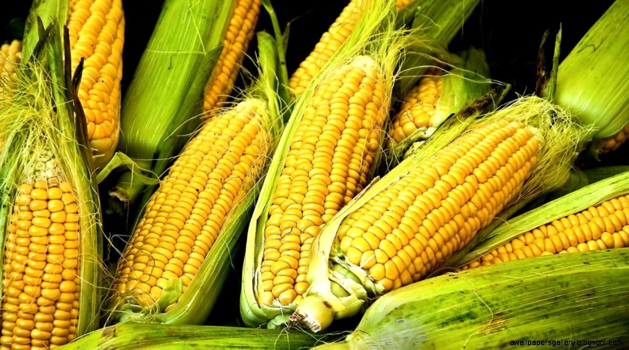 Corn Vegetable Wallpapers Gallery