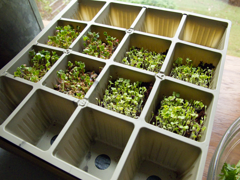 Chef Tony Pisconeri Grow your own Fresh Sprouts and Micro Greens