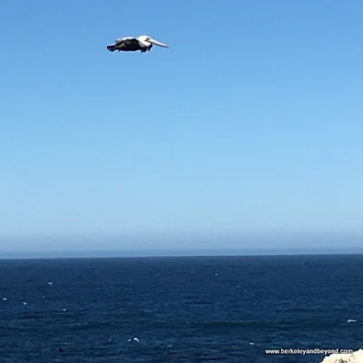 pelican enjoys Point Lobos State Natural Reserve in Carmel, California