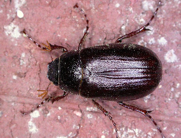 Coffee with the Hermit: A June Bug Epidemic…?