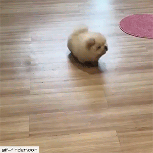 Funny animal gifs - part 262 (10 gifs) | Amazing Creatures