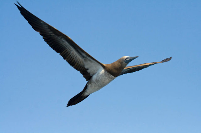 Figure 11: Boobies are sharply pointed on all four ends—including the pointed tail, as this Brown Booby shows.