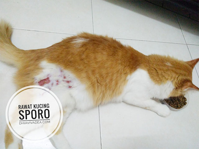 Kos Rawat Kucing Sporo Guna Ubat Antifungus Dan LIV52 Murah Jer 5