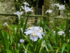 ���c���̃V���K