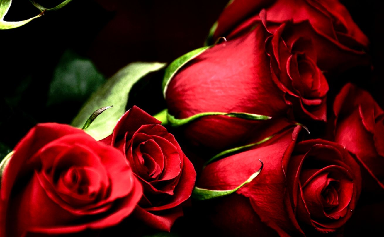 red roses most popular rose rose wallpapers beautiful rose red