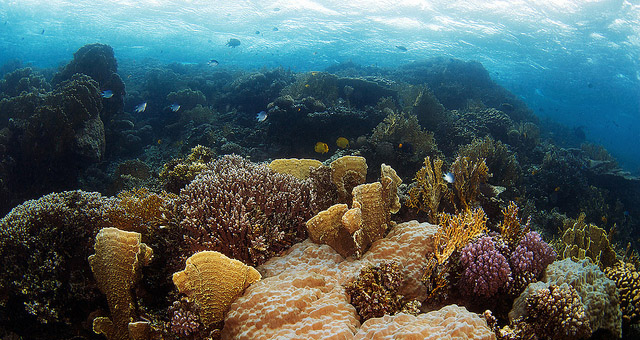 Kehidupan dibawah dasar Laut