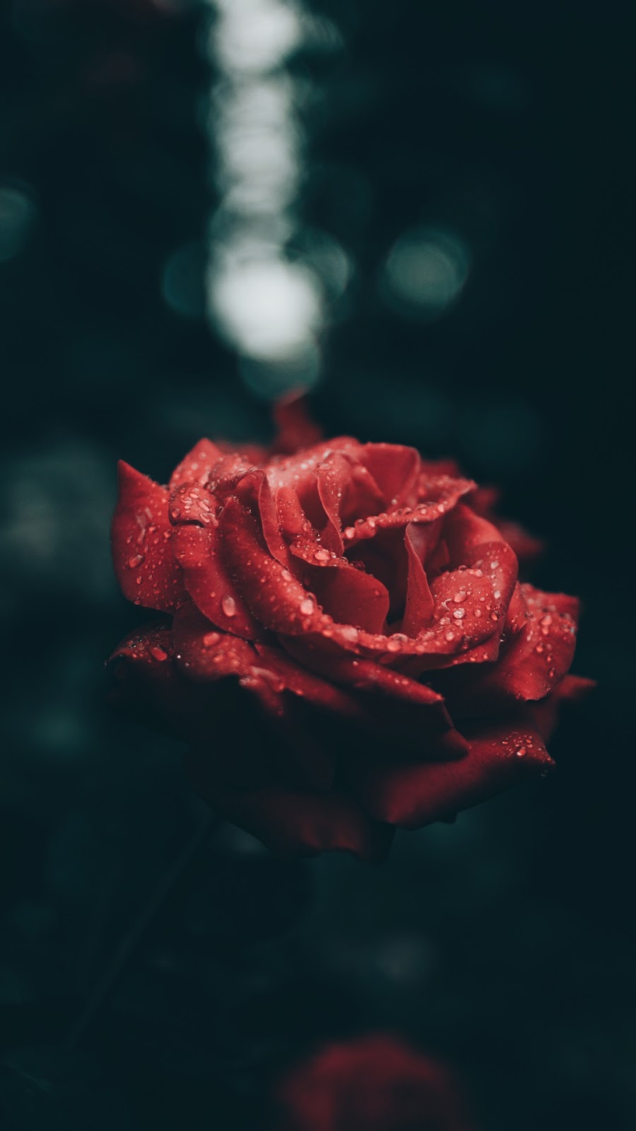 Rose and raindrops