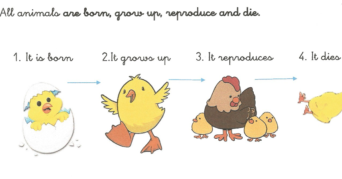 ¡Ya estamos en primaria! THE LIFE CYCLE OF ANIMALS.( el ciclo de la vida de los animales) Ficha