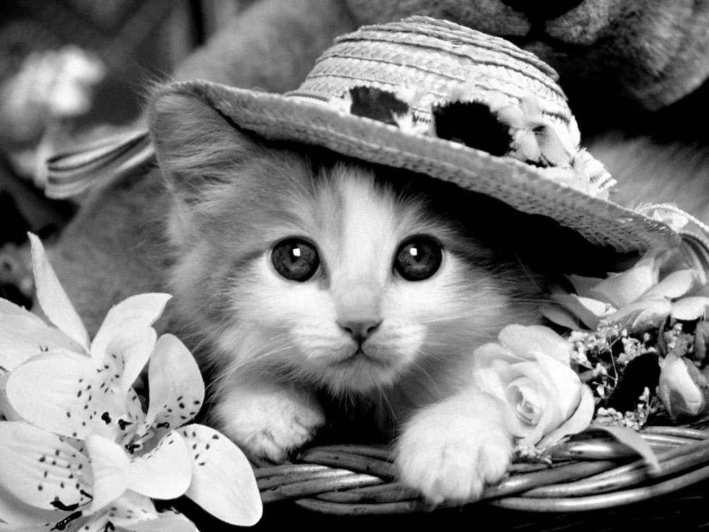 Funny Cat and kitten black and white photos  Black and White 