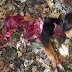 Δολοφονική επιθεση λύκων σε κυνηγόσκυλο στο Ανατολικό Ζαγόρι