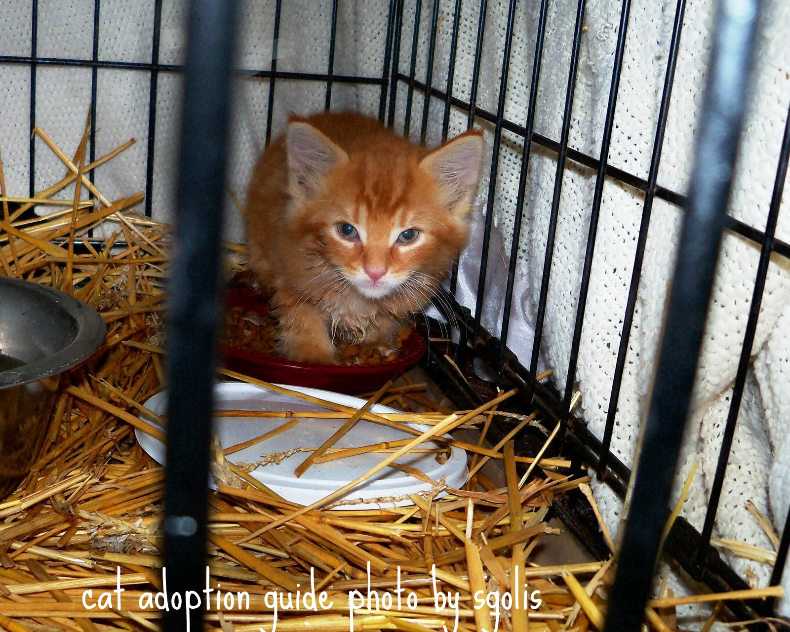 Cat Adoption Guide Feral Cat Colony Caregiver Responsibilities