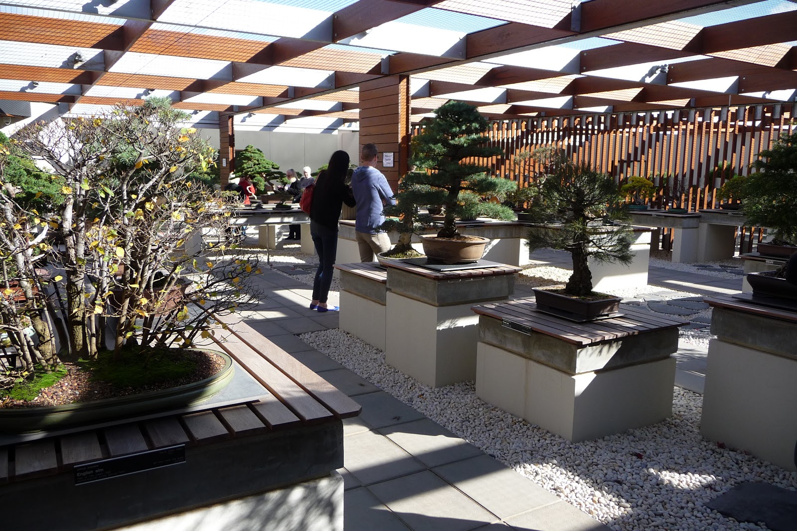 Stephen Cullum's Bonsai & Pottery Post 97 Canberra Arboretum sales