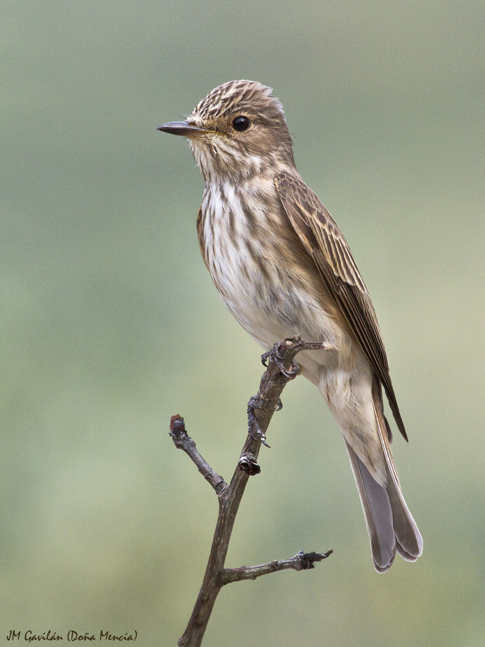 Fotografía de Naturaleza - JM Gavilán: Papamoscas gris (Muscicapa striata)