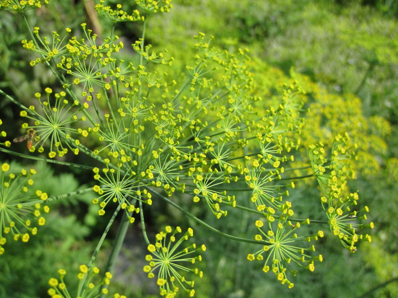 Oil Changes the anti food blog food blog dill world