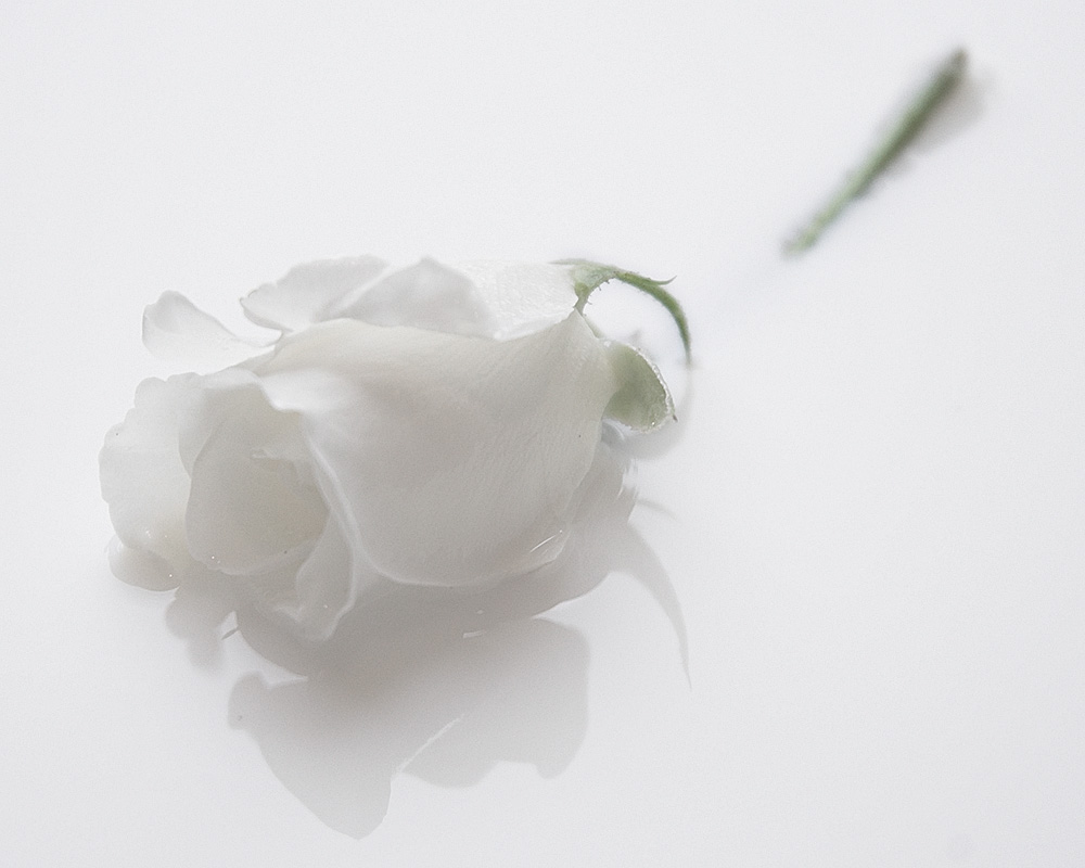 Fotografias y fotos para imprimir: Fotos de flores blancas