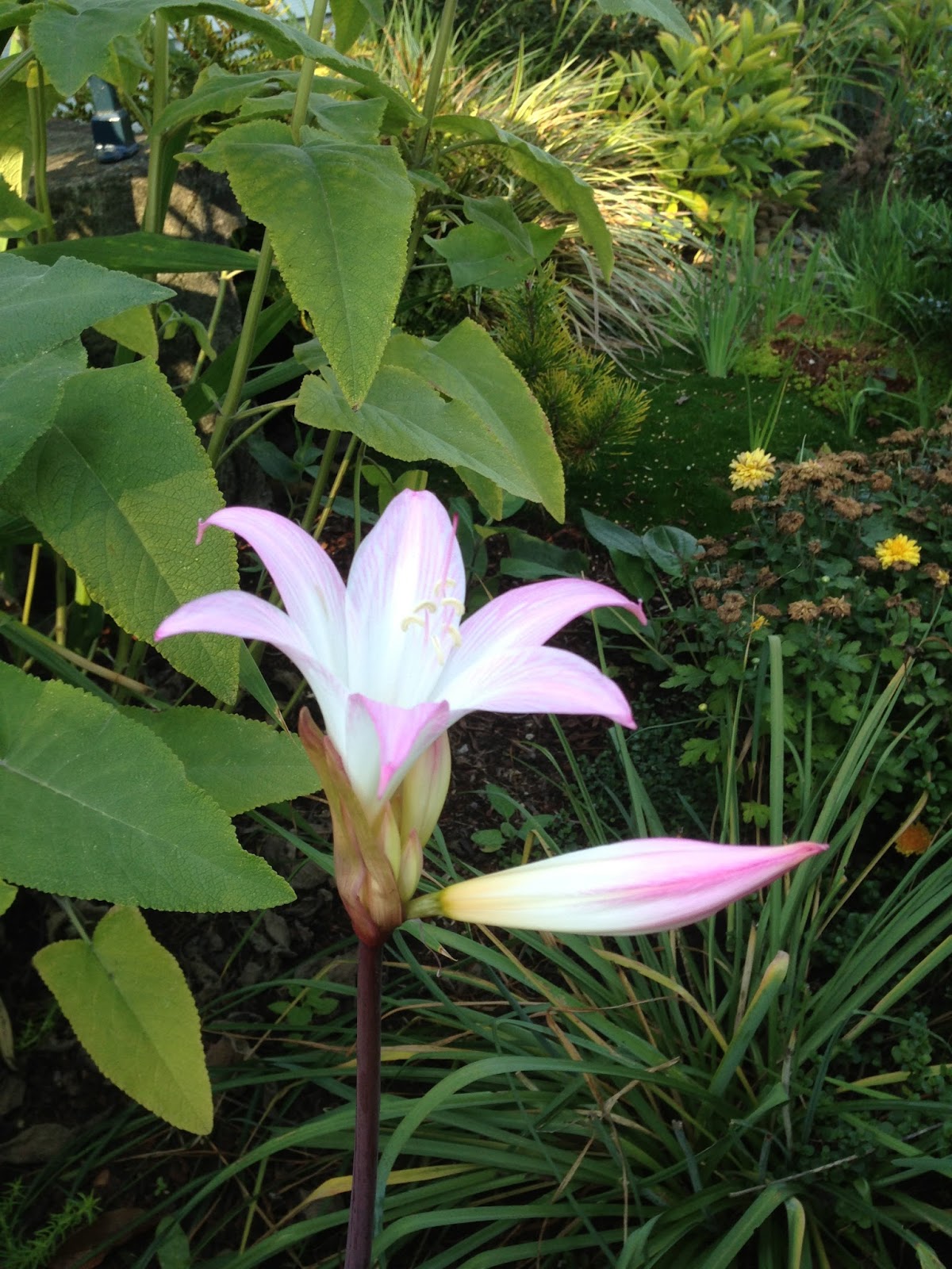 The Lents Farmer Back from the Dead Files Amaryllis belladonna