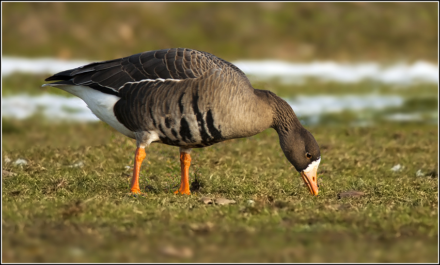 Explorations of an Ecologist: Greater White-fronted Goose in Waterloo