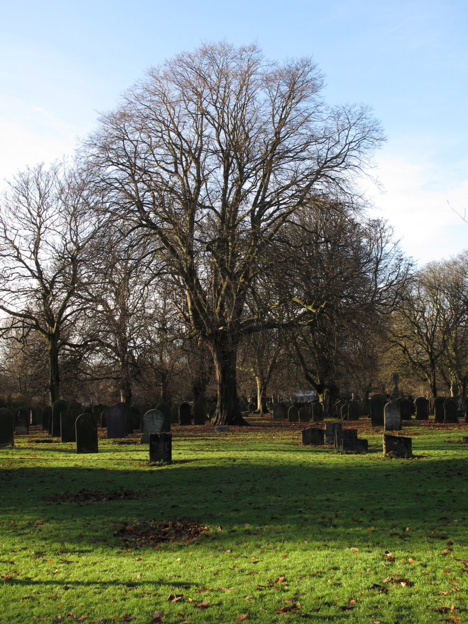 Wild at Hull Old trees in the cemetery