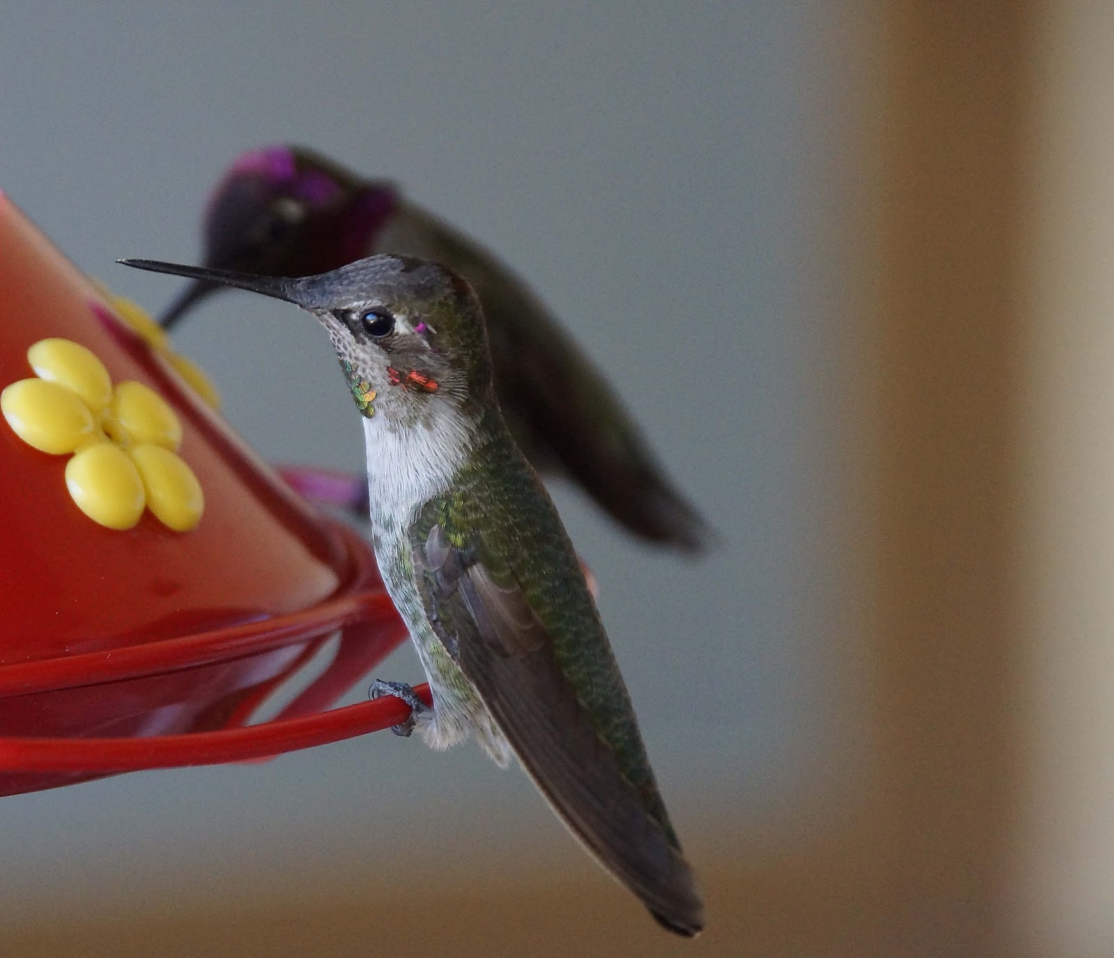 Tecoma x 'Sparky®': More Food For The Hummingbirds